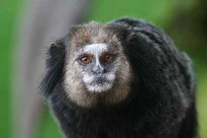 Wied's marmoset Brazilian mammals