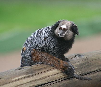 Wied's marmoset Brazilian mammals