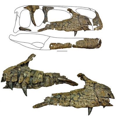 Wiehenvenator Species New to Science Paleontology 2016 Wiehenvenator albati