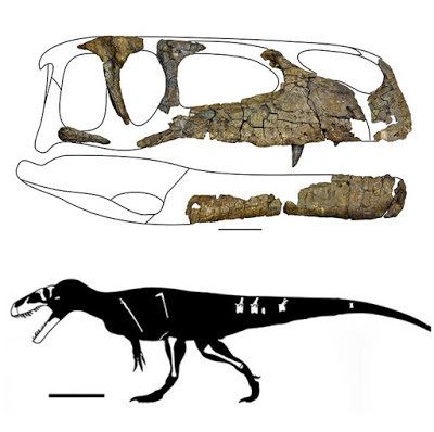 Wiehenvenator Species New to Science Paleontology 2016 Wiehenvenator albati