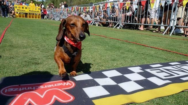 Wiener Nationals Squee Dachshunds Dash at Wiener Nationals NBC Southern California