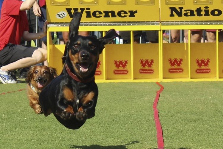 Wiener Nationals San Diego Happy Dogs SD Wienerschnitzel Wiener Nationals San