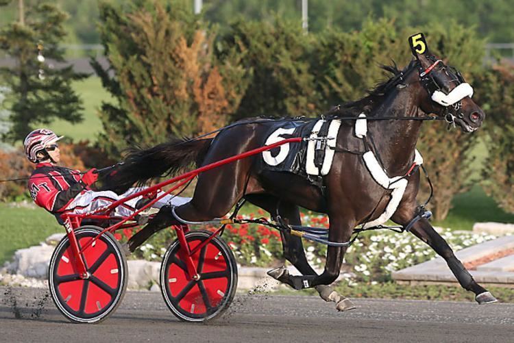 Wiggle It Jiggleit Wiggle It Jiggleit the favorite in Saturday39s Cane Pace NY Daily News