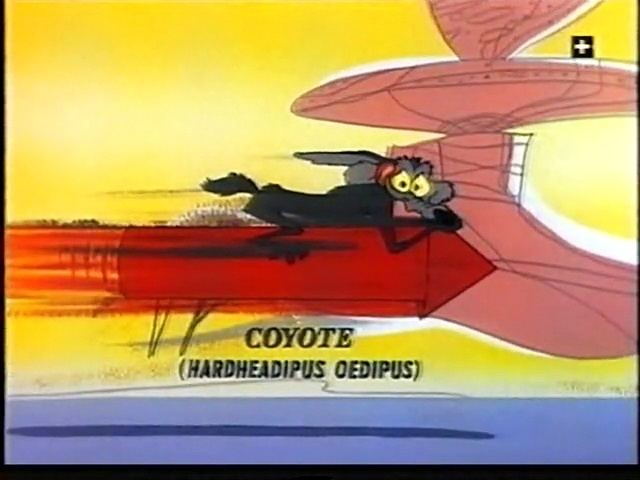 Video Merrie Melodies Wild About Hurry Looney Tunes Wiki