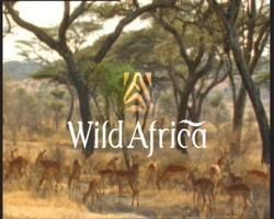 Wild Africa Wild Africa Wikipedia