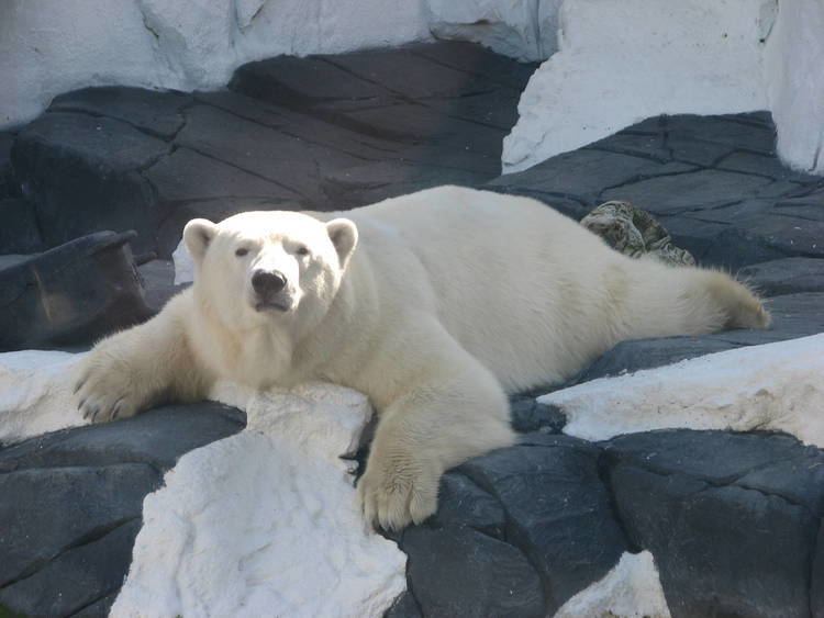 Wild Arctic Wild Arctic Polar Bear ZooChat