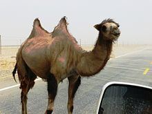 Wild Bactrian camel httpsuploadwikimediaorgwikipediacommonsthu