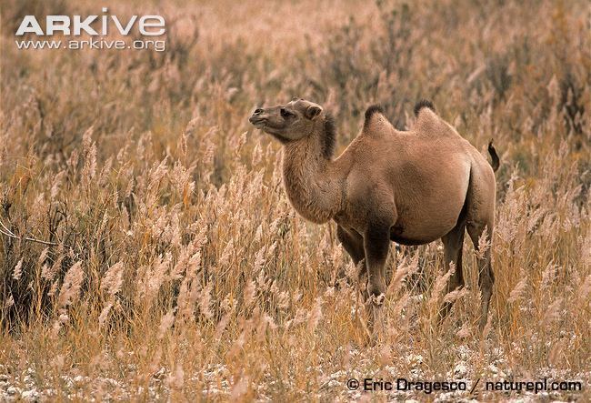 Wild Bactrian camel Wild Bactrian camel photo Camelus ferus G112950 ARKive