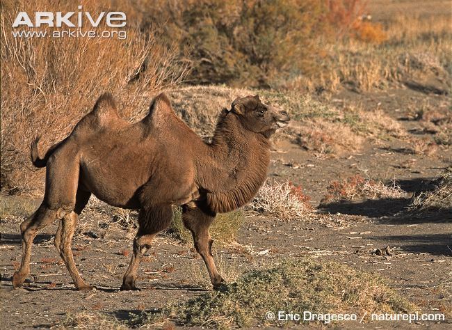 Wild Bactrian camel Wild Bactrian camel videos photos and facts Camelus ferus ARKive