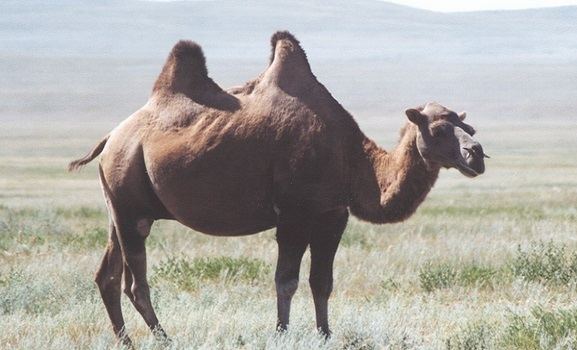 Wild Bactrian camel Wild Bactrian Camel Camelus ferus Facts About Animals