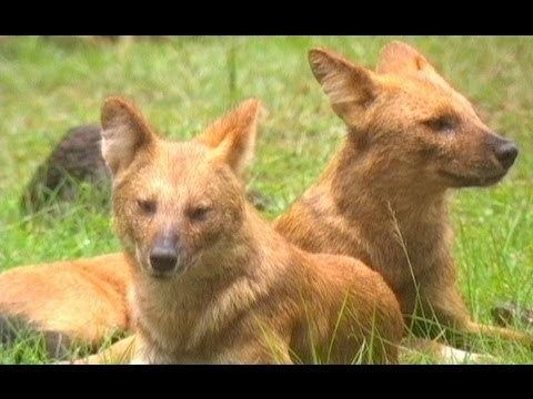 Wild Dog Diaries Pure Nature Specials Wild Dog Diaries Animal Documentaries