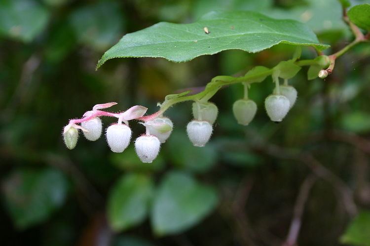 Wild edible and medicinal plants of British Columbia