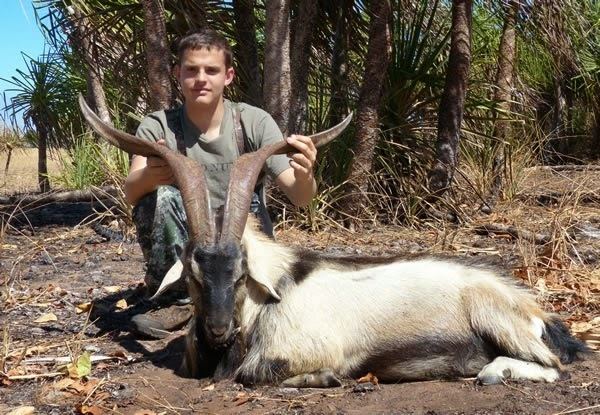 Wild goat Wild Goat Hunting Safaris Wild Goat Safaris Australia