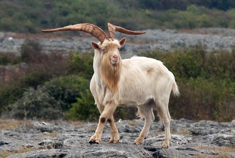 Wild goat httpssmediacacheak0pinimgcomoriginals82