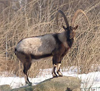 Wild goat Wild goat Wikipedia