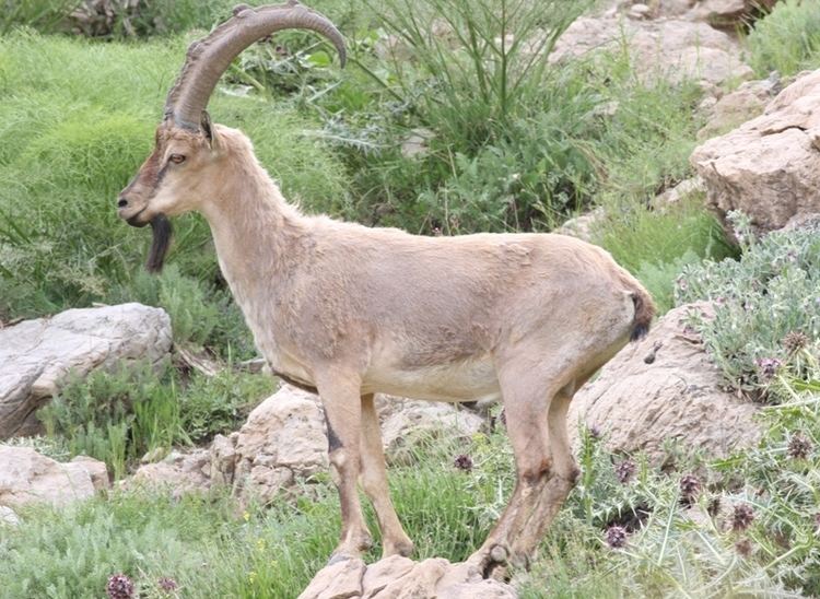 Wild goat Conserving wild goats in the Peramagroon and Barzan mountains Iraq