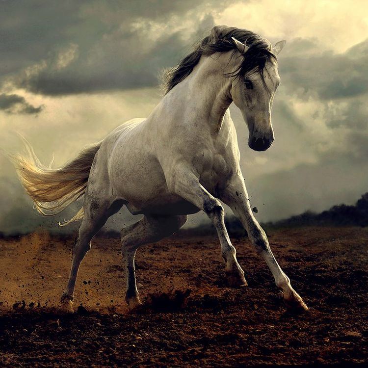 Wild horse Wild Horses With 20 Perfect Photos MostBeautifulThings