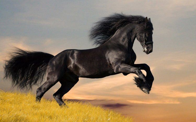 Wild horse Parting The Wild Horse39s Mane The Way of Tai Chi
