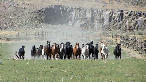 Diary of a First Time Wild Horse Stampede Observer Part Two