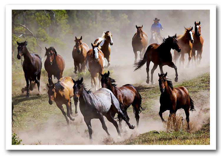 Wild Horse Stampede Wild Life Framed Art Giclee Art Print