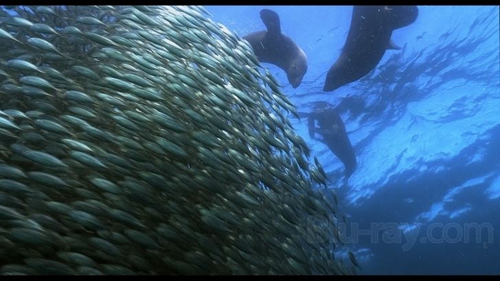 Wild Ocean (film) Wild Ocean 3D Bluray