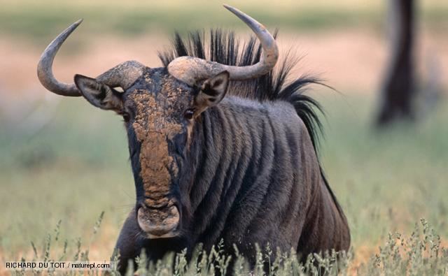 Wildebeest BBC Nature Blue wildebeest videos news and facts