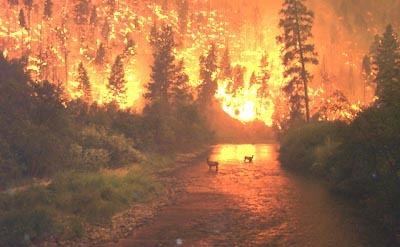 Wildfire How Wildfires Work HowStuffWorks