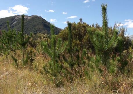 Wilding conifer Wilding pines the exotic invasion 2014 stories Landcare Research