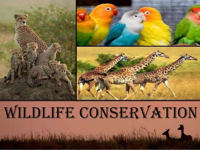 Wildlife conservation httpsimageslidesharecdncomprotectionofnature