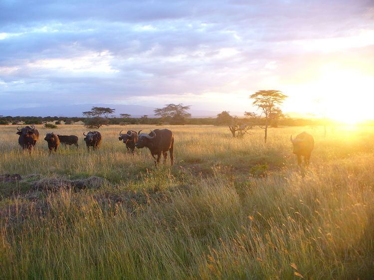 Wildlife of Kenya