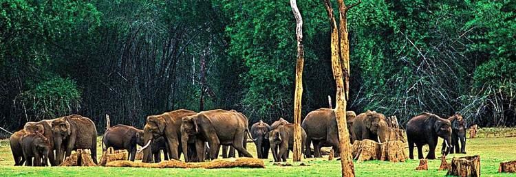 Wildlife of Kerala 25 Popular Wildlife Sanctuaries In Kerala
