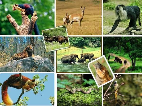 Wildlife of Kerala - Alchetron, The Free Social Encyclopedia