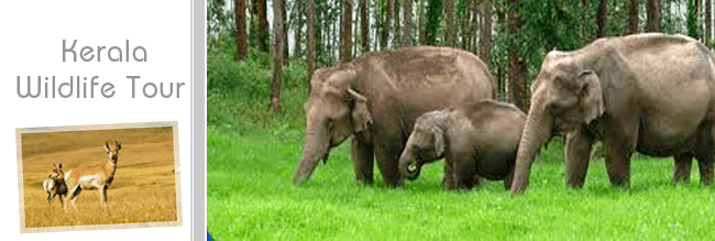 Wildlife of Kerala Kerala wildlife packages is boomed with exotic wildernesses