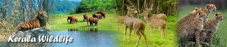 Wildlife of Kerala kerala wildlife sanctuaryidukki wildlife sanctuaryperiyar wildlife