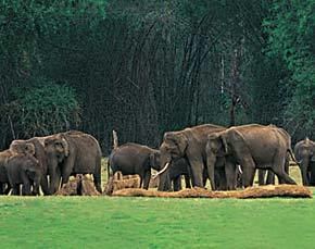 Wildlife of Kerala Wildlife in Kerala wildlife tourism in kerala wildlfe travel in kerala