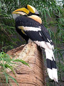 Wildlife of Kerala httpsuploadwikimediaorgwikipediacommonsthu