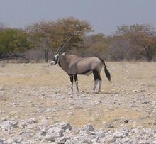 Wildlife of Namibia httpsuploadwikimediaorgwikipediacommonsthu