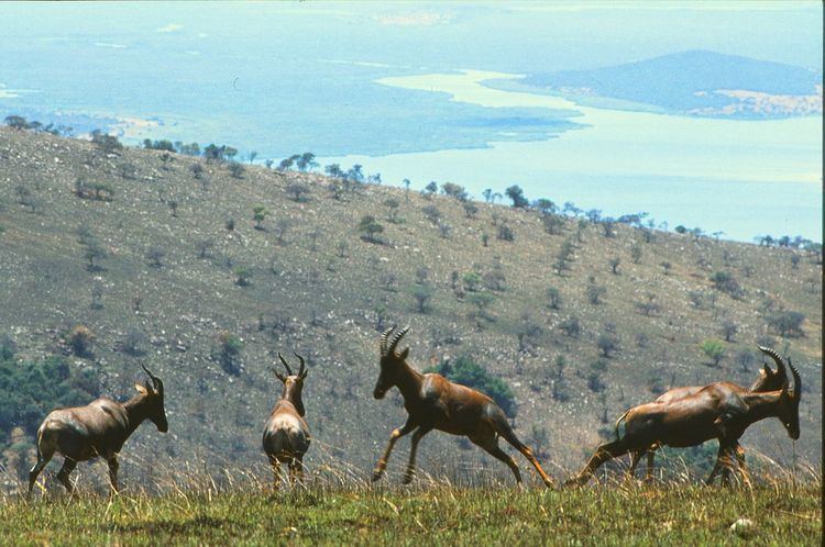Wildlife of Rwanda