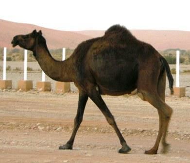Wildlife of Saudi Arabia Saudi Arabian Mammals