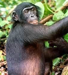 Wildlife of the Democratic Republic of the Congo