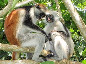 Wildlife of Zanzibar httpsuploadwikimediaorgwikipediacommonsthu