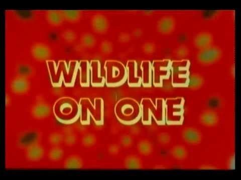 Wildlife on One BBC Wildlife on One 1980s Opening Titles YouTube