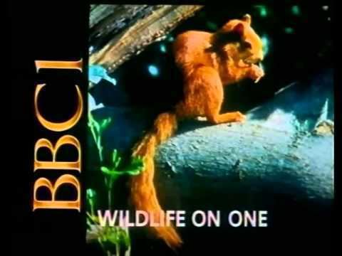 Wildlife on One 80s and 90s UK TV Trailers BBC Wildlife on One and Magazine YouTube