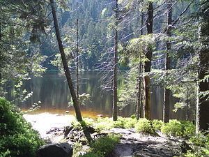 Wildsee (Ruhestein) httpsuploadwikimediaorgwikipediacommonsthu