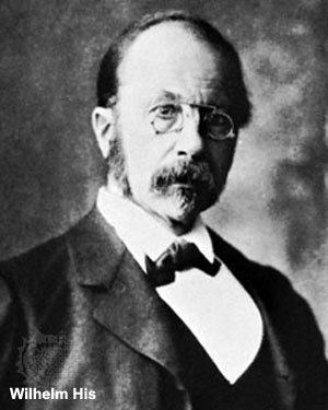 Wilhelm Roux Embryology History Wilhelm His Embryology