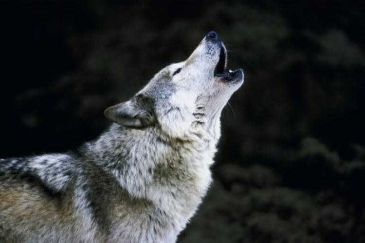 Wilki w naszej okolicy s wilki