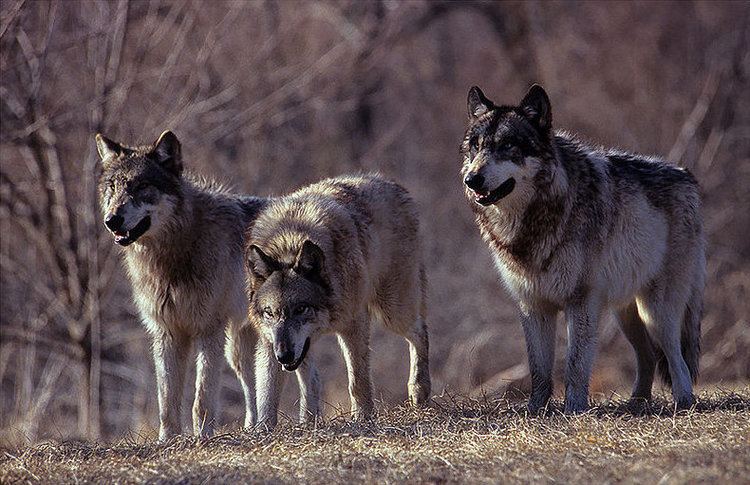 Wilki Wilki grasuj w Beskidzie i Gorcach Ludzi nie atakuj wilki
