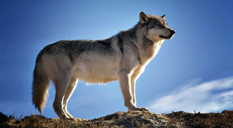 Wilki W Pireneje wracaj wilki Informacyjna Agencja Radiowa