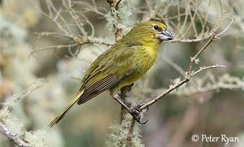 Wilkins's finch wwwoiseauxbirdscompasseriformesthraupidesnes