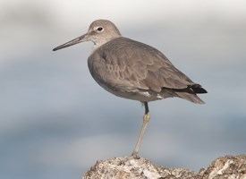 Willet Willet Identification All About Birds Cornell Lab of Ornithology